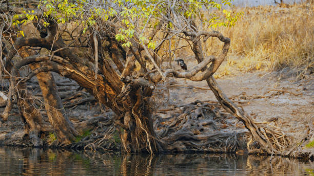 Giant Kingfisher at Kafue National Park with Prey