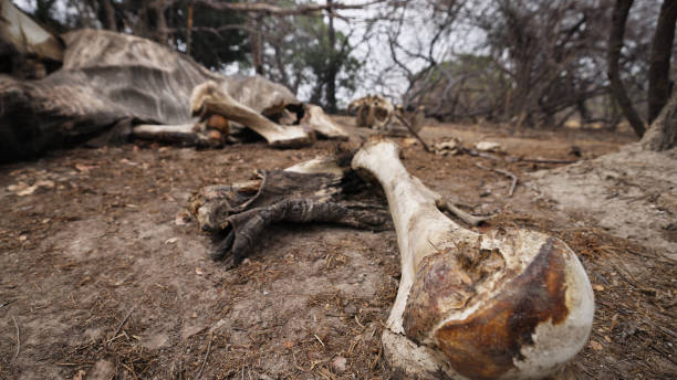 istock Elephant Bone Remnants at Kafue National Park 2170949399