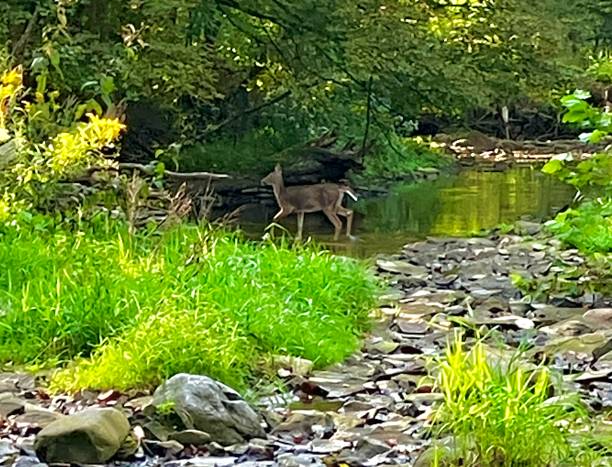 istock Wildlife in the woods 2170949807