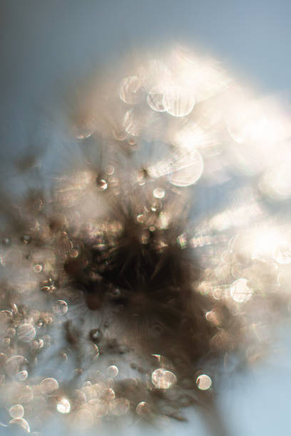 dandelion seeds with drops of water macro
