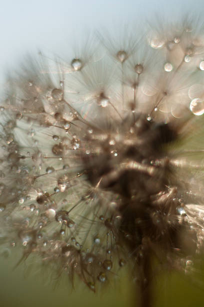 istock dandelion seeds with drops of water 2170951200