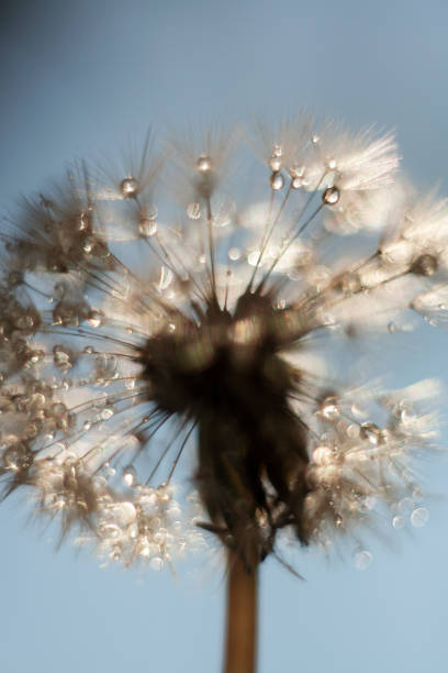 istock dandelion seeds with drops of water 2170951208