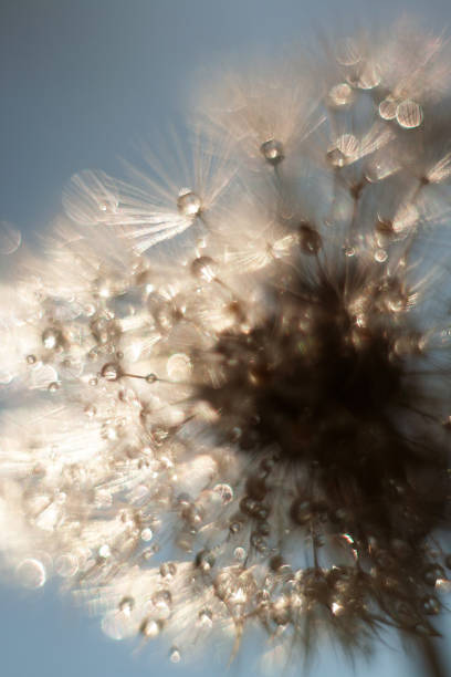 istock dandelion seeds with drops of water 2170951219