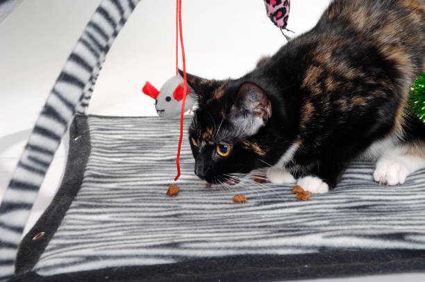 istock Happy hungry cat is eating food 2170952592