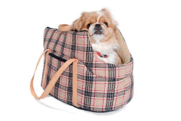 istock Pekingese dog in bag on a clean white background 2170952616