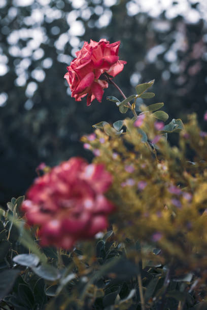 Close up capture of rose flower in nature