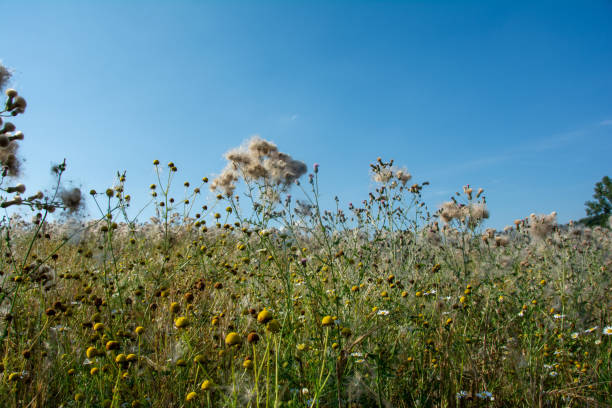 istock Wilted thistles in a field 2170955295
