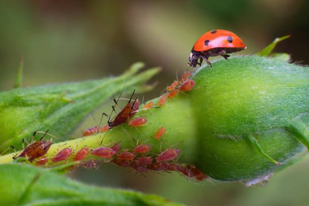 istock Lady bug as a plant louse predator, biological protection.  Affected rosebud. 2170955770