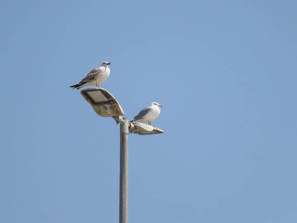 istock Two seagulls perched on a street lamp against a clear blue sky. 2170956386