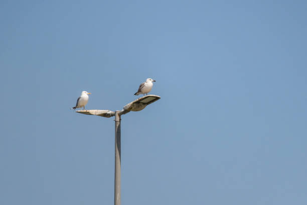 Two seagulls perched on a street lamp against a clear blue sky. The street lamp has two angled fixtures, each supporting one seagull.