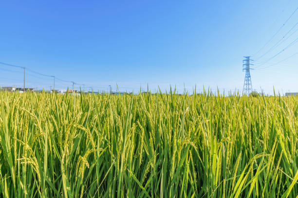 Beautiful rice fields swaying in the wind