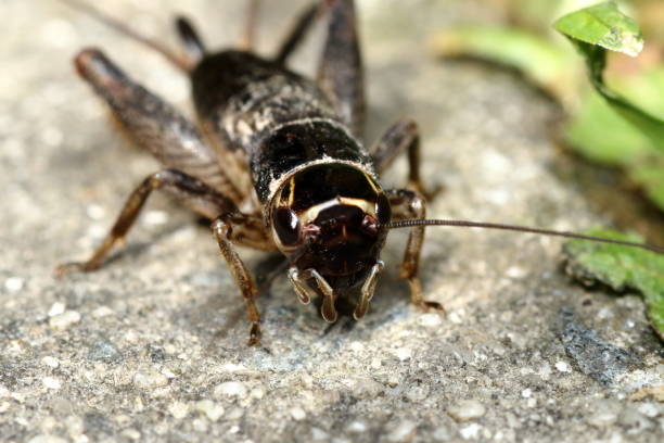 istock Australian Black Field Cricket, Teleogryllus commodus, front head view. 2170957706