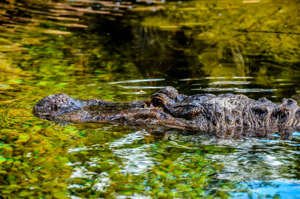 istock A crocodile is swimming in a pond 2170958776