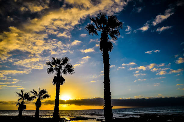 Three palm trees are silhouetted against a beautiful sunset sky. The sky is a mix of blue and orange hues, creating a serene and peaceful atmosphere. The palm trees stand tall and proud