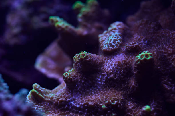 istock close-up sea corals Sps Montipora 2170962487