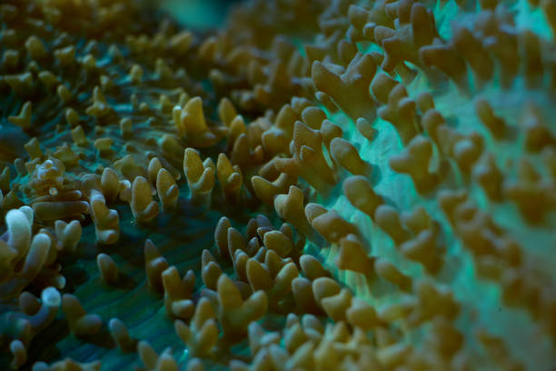 istock close-up sea corals Rhodactis sp 2170962969