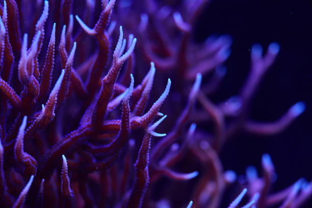 istock marine coral Seriatopora hystrix 2170963975