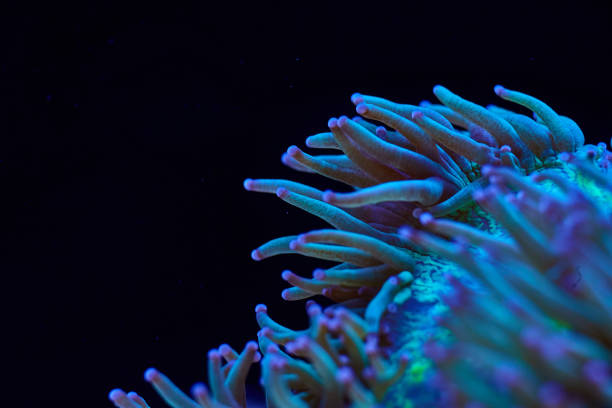 istock marine coral LPS Catalaphyllia jardinei 2170964113