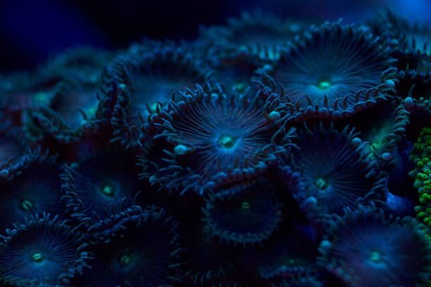 istock Zoanthus spp sea corals closeup 2170964599