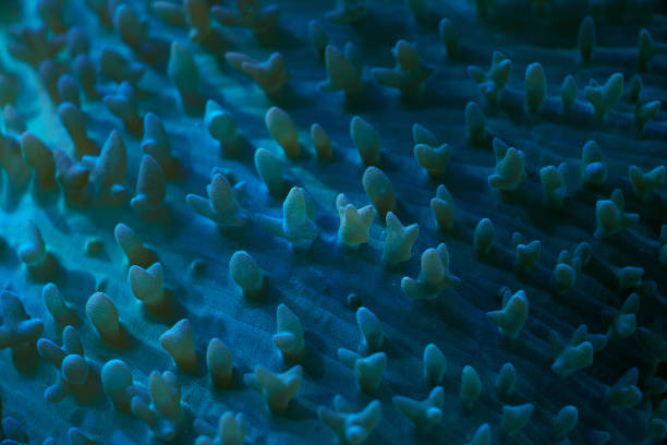 istock close-up sea corals Rhodactis sp 2170965012