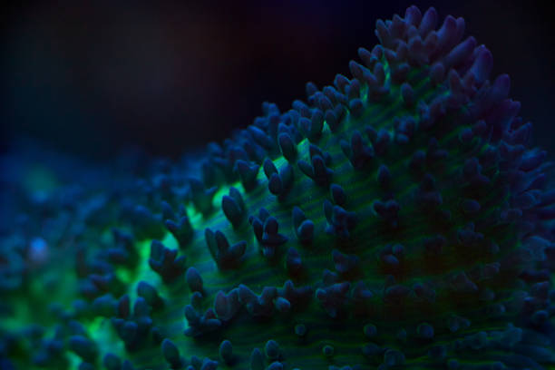 istock close-up sea corals Rhodactis sp 2170965300