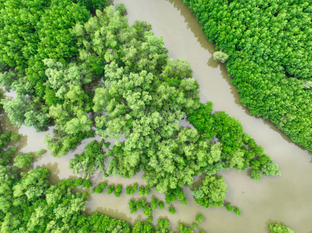 istock Aerial view green mangrove forest. Natural carbon sinks. Mangroves trees capture CO2. Blue carbon ecosystems. Mangroves absorb carbon dioxide emissions and mitigating global warming. Green ecosystem. 2170965718