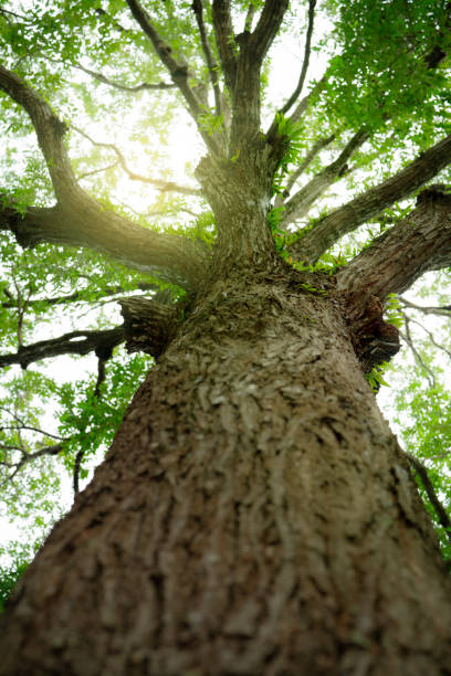 istock Bottom view of tree trunk in tropical forest. Towering tree symbolizing oxygen production and carbon sink. Summer garden ecosystem on sunny day. Natural carbon capture. Natural carbon sequestration. 2170965792
