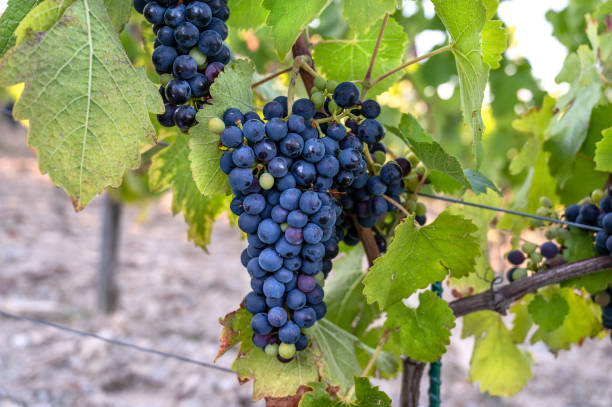 istock Close up of grapes hanging on branch. 2170965805
