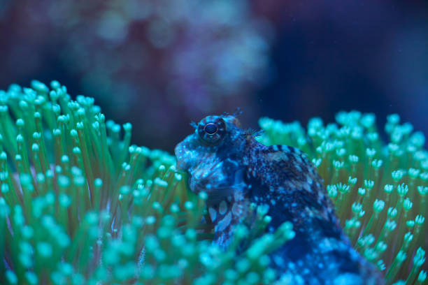 close-up sea corals Sarcophyton sp, coral reef concept