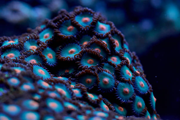 istock bright coral marine Zoanthus 2170966297