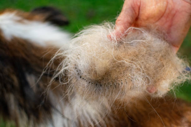 istock grooming and combing the dog 2170967465