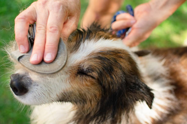 istock grooming and combing the dog 2170968208