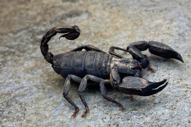 istock Scoprpiops sp. from Kumaon Himalayas 2170968543