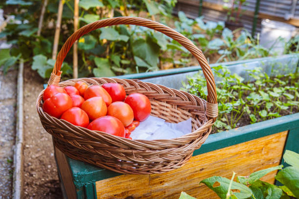 Ripe vegetables from a good old overgrown garden