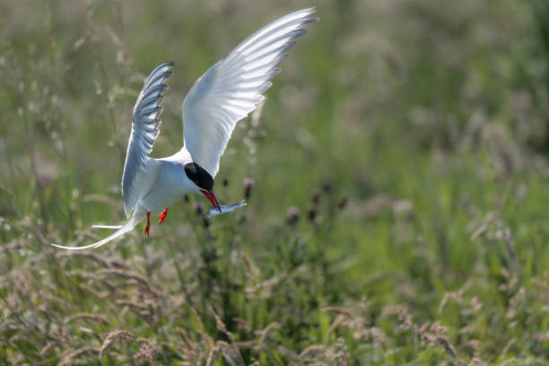 istock Arctic tern in flight with small fish, Nothumberland, England 2170970108