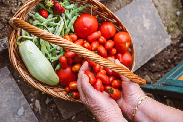 Senior woman harvesting cherry tomatoes from her small yet quickly growing garden