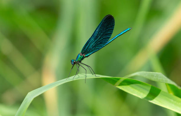istock dragonfly with blue wings on a grass 2170971207