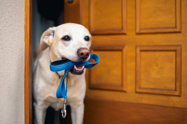 istock Cute dog waiting for walk 2170971428