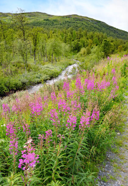 Bulidalen mountain area with vibrant colors and country road.