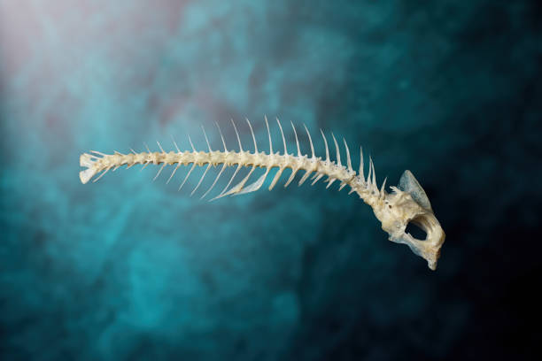 istock A Gilt-Head Bream axial skeleton 2170975880