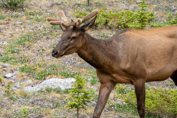 Young Male Elk roaming around Jasper Alberta