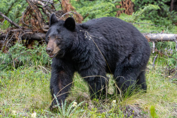 istock A Black Bear wandering through bushes in Jasper Alberta 2170976910