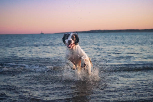 istock Springer Spaniel in the sea 2170981051