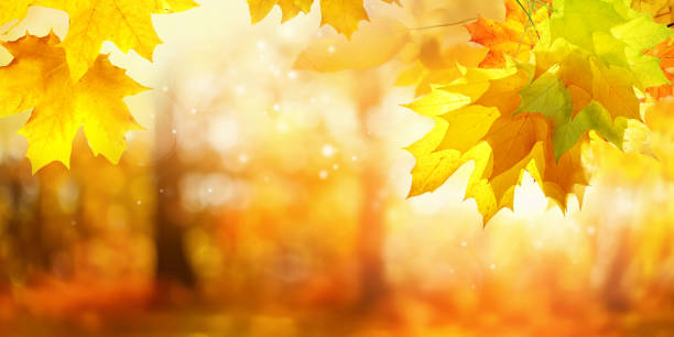 istock A bright, beautiful image of a warm, sunny autumn day. 2170982284