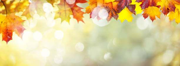 Beautiful wide format autumn themed background image with soft bokeh and space for text.