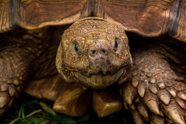 istock Giant Tortoise at The Mahaulepu Cave Reserve 2170983830