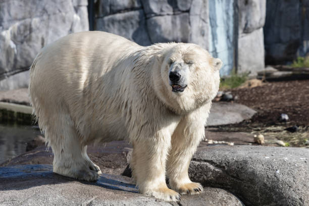 istock big polar bear stands on rocks 2170984494