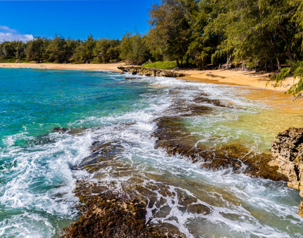 Waves Crashing Over Exposed Coral Reef on Kawailoa Bay Beach