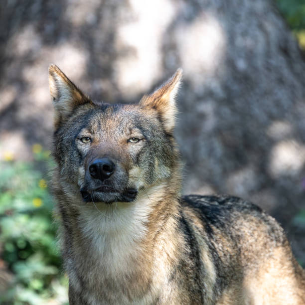 istock European Grey Wolf, Canis lupus in a german park 2170985091