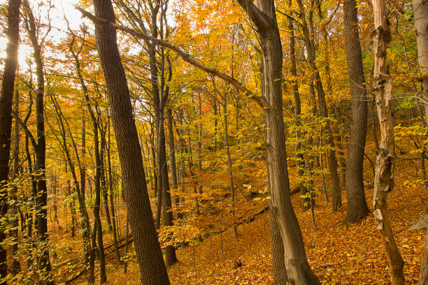 istock forest with yellowed trees and fallen leaves 2170985215
